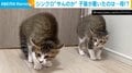 シンクロ率100%!母猫の“驚きの姿”に生後2カ月の子猫たちが“やんのかポーズ”する姿が話題