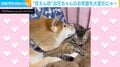 気持ち良く眠っている猫、柴犬にちょっかい出され…“やり返す”様子が「かわいいなぁ」「最高の抱っこ相手！」など絶賛の声