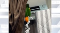 【映像】インコが逆さでハンガーを掛け直す様子