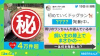 人懐っこい性格なのに「犬見知り発動」 初のドッグランで見せた柴犬の“見学姿”に癒やされる人続出