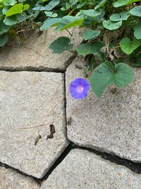 市川海老蔵『勤労感謝の日ということもあり』