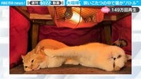 【映像】どこか消化不良な猫の大ゲンカ