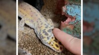 「これ夢？」ヤモリが飼い主の指を使い脱皮