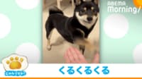 【映像】お手！→空振り連発する柴犬