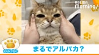 【映像】飼い主に撫でられ“変貌”する猫