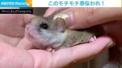 アフリカヤマネの“モチモチ感”が伝わる動画に100万人が虜「つぶれ顔可愛すぎ」