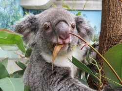 「コアラ丼が可愛すぎる」など話題 通算飼育110頭のレジェンド園を取材した『すごいコアラ！』が重版決定