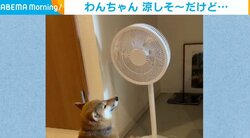 「風が当たっているかのような佇まいｗ」電源の付いていない扇風機の前で涼しそうな表情の柴犬が話題