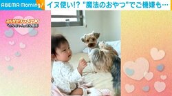 “魔法のおやつ”で犬を操る赤ちゃん 1人と2匹の癒やされるやりとりに飼い主ほっこり