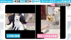 進化した絶望感！？柴犬との『どっちだゲーム』、“4年前”と“今”の反応比較に「成長した絶望の表情、声出して笑ったw」「リアクション芸は完璧！」と反響