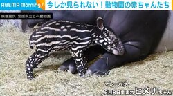 今しか見られない貴重な“ウリ坊”姿！赤ちゃんマレーバクに注目集まる