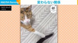 しっぽを捕まえ自慢げな保護猫→嫌がらずしっぽを振り続ける黒猫の“仲睦まじい”姿が話題