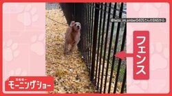 “ガタガタ”大好き！　フェンスで体をこするワンちゃん　求めるのは…刺激？