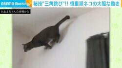 普段は慎重派の猫 カーテンレールの上から華麗な“三角跳び” 「なんて運動神経！」「何で止まれるんだ」と反響