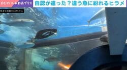 自分をブリだと思っているヒラメ→“らしくない”行動に水族館も困惑「知ってるヒラメじゃない…」「自由だね」などの声