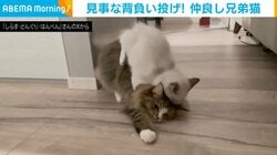 重すぎる愛情表現に“背負い投げ”！仲良し兄弟猫の姿に「1本!!お見事」「綺麗に投げられてる！」と反響続々