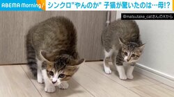 シンクロ率100％！母猫の“驚きの姿”に生後2カ月の子猫たちが“やんのかポーズ”する姿が話題
