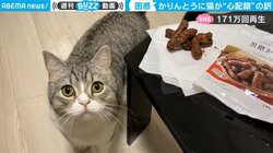 かりんとうを「うんち」と勘違い？ 美味しそうに頬張るご主人に“心配顔”の猫