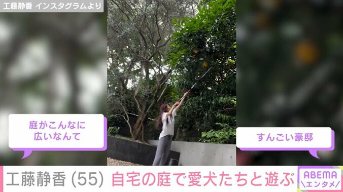 自宅庭でオレンジを収穫する工藤静香