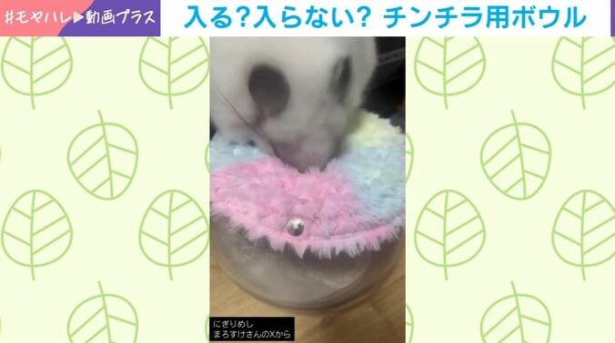 アンゴラチンチラのまろすけくん