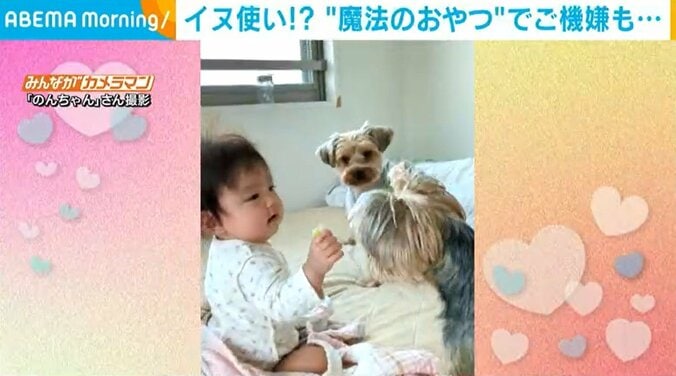 “魔法のおやつ”で犬を操る赤ちゃん 1人と2匹の癒やされるやりとりに飼い主ほっこり 1枚目