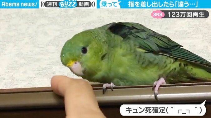 「キュン死、確定」なツンデレすぎるインコの予想外リアクション…飼い主を翻弄するテクに110万回再生 1枚目