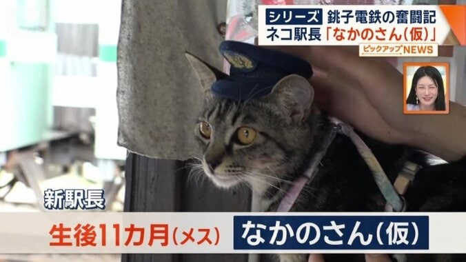 なかのさん（仮）