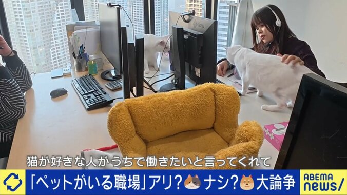 オフィスの中を歩き回る猫たち