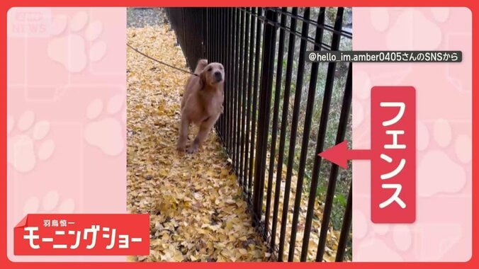 “ガタガタ”大好き！　フェンスで体をこするワンちゃん　求めるのは…刺激？ 1枚目