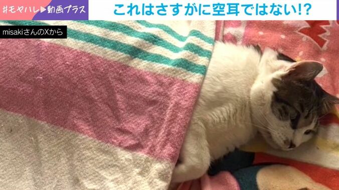 猫のレオくん（9歳）