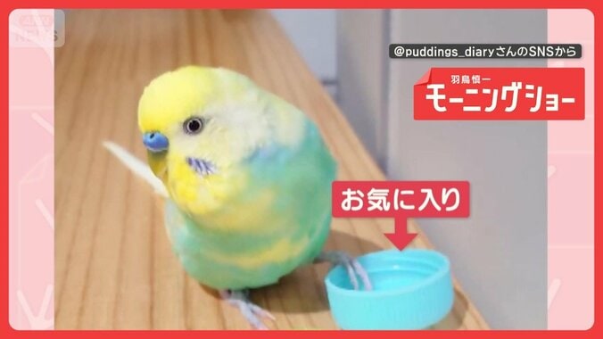 「好きな色を選んでトリます」キャップを選ぶインコ　他はポイッ　色にこだわりある？ 1枚目