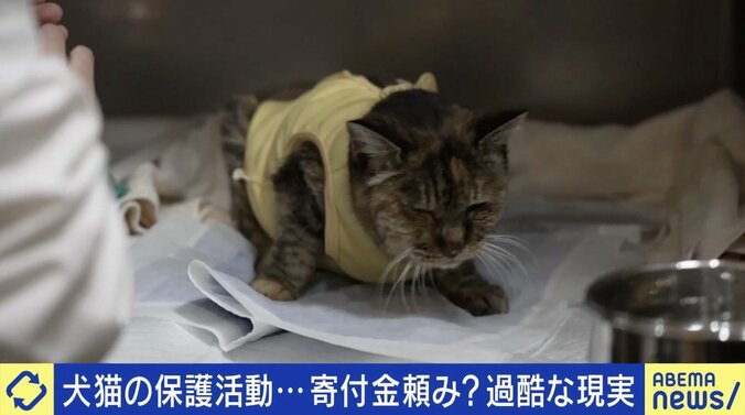 犬猫の保護活動…運営は善意頼み？