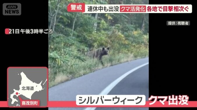 北海道の国道に出没したクマ