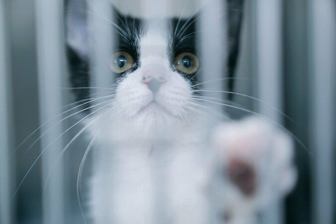 ペット”殺処分ゼロ”の裏で進行するひずみ…日本人は「命を扱っている」という意識を 2枚目