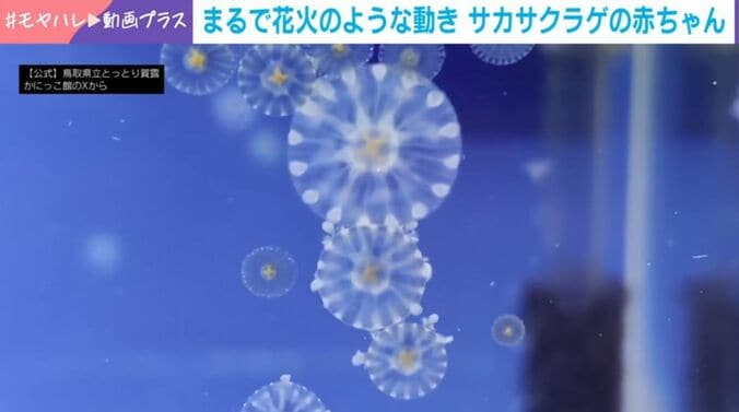 クラゲの赤ちゃん 