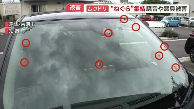車のフロントガラスに9個もフン