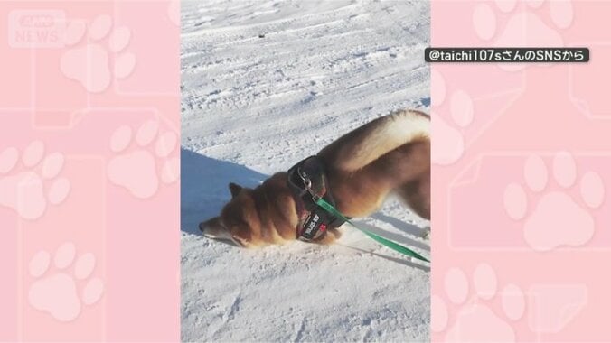 きょうもスリスリするワン