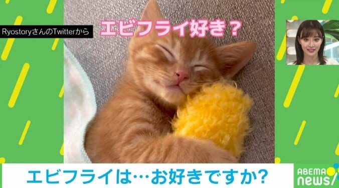 おもちゃを抱く猫 飼い主の「エビフライ好き？」の質問に“まさかのリアクション”「可愛すぎてため息」「わかって返事してますね」とほっこり 1枚目