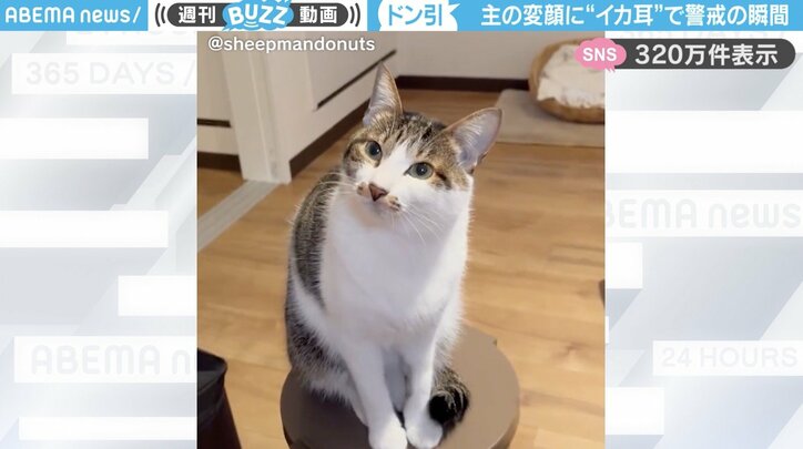 猫のうずめちゃん