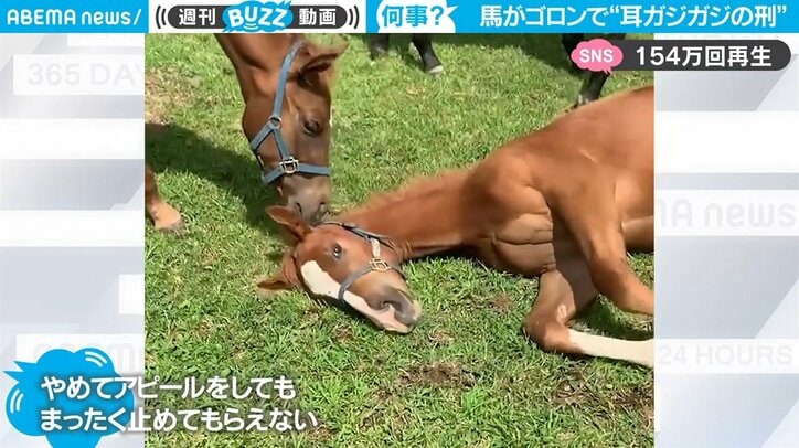 だらしない姿で食事中の馬を襲った悲劇 草じゃない 耳だって カオスなほっこり映像が話題 国内 Abema Times