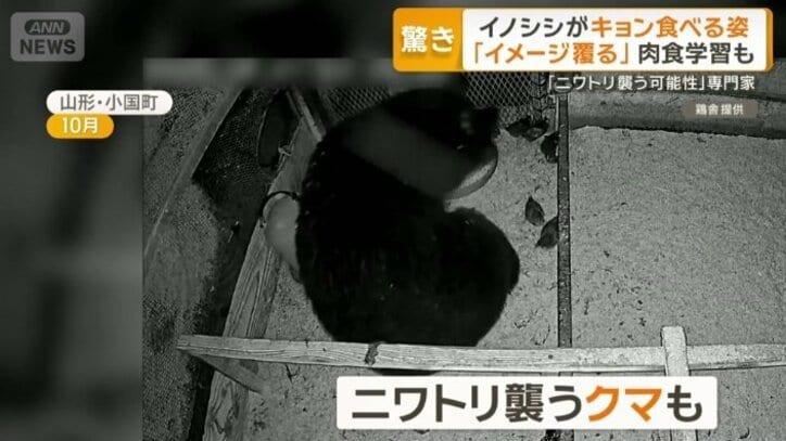 ニワトリを襲うクマ