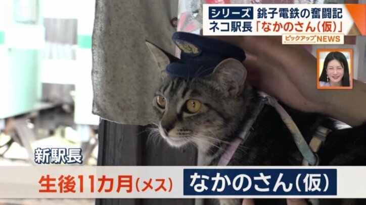 なかのさん（仮）