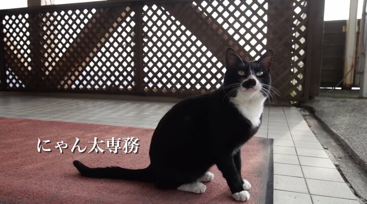 「お待ちしておりましたニャ」旅人を癒す伊豆のモフモフ猫たち