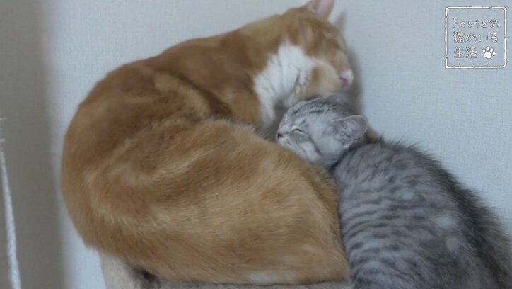 猫「お姉ちゃん遊んでー！」 マンチカン猫姉妹のほっこり日常に密着