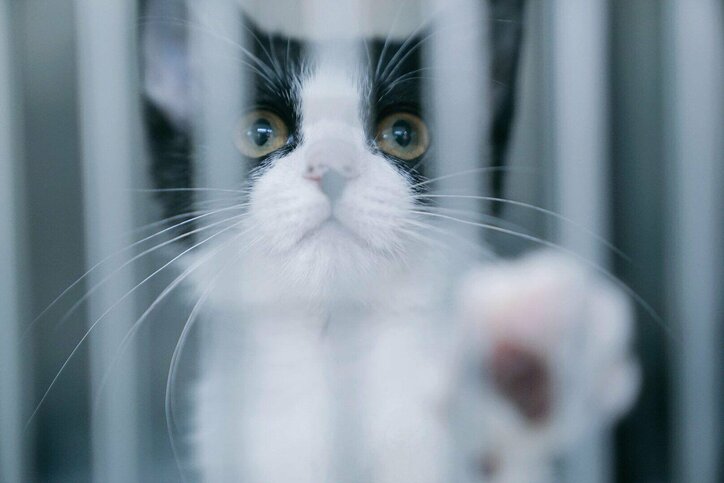 ペット”殺処分ゼロ”の裏で進行するひずみ…日本人は「命を扱っている」という意識を