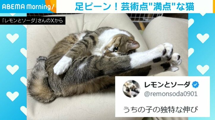 猫のソーダくん