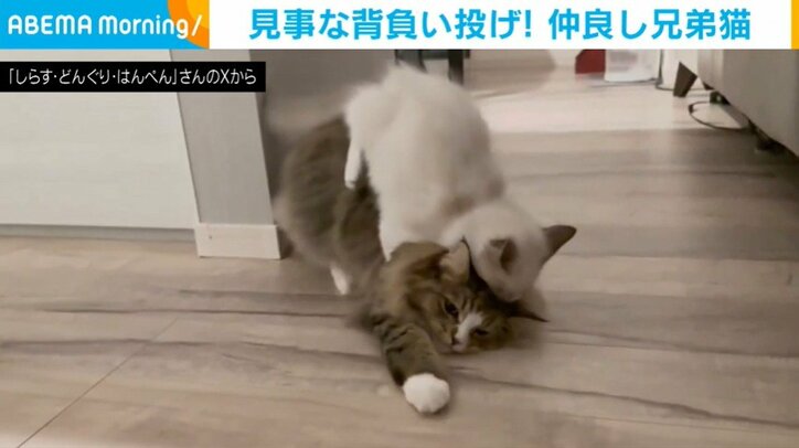 はんぺんくんとどんぐりくん