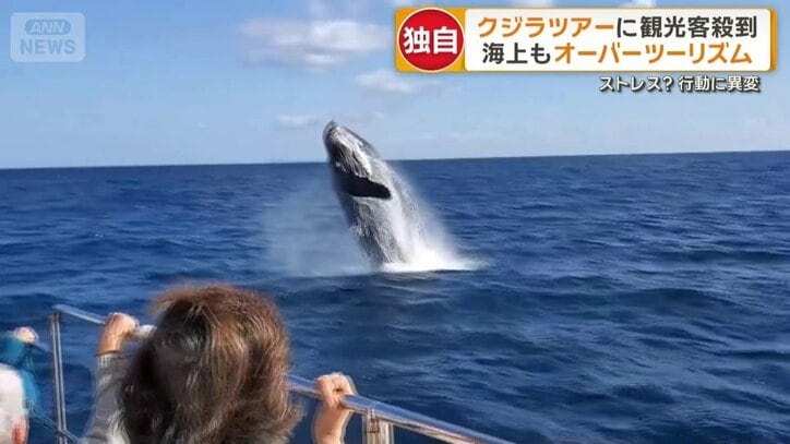 クジラの方から船に寄ってくることも