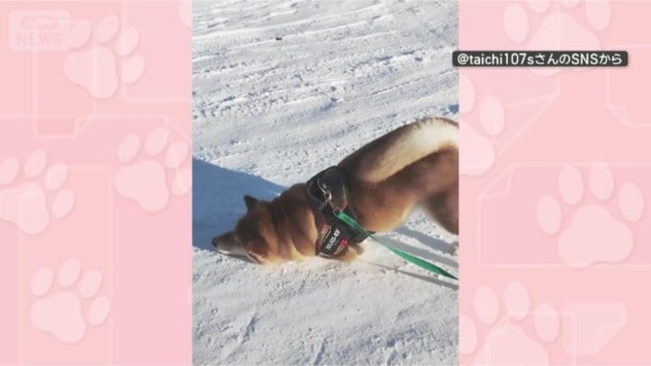 きょうもスリスリするワン