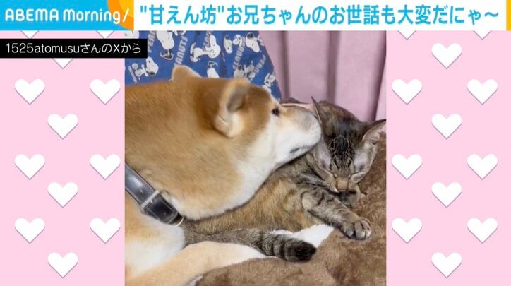 柴犬の「春陽くん」、猫の「つくし」ちゃん